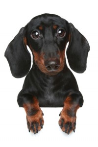 dachshund